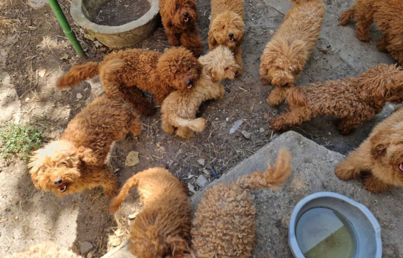 Krivična prijava zbog nelegalnog uzgoja pasa: Prodavao ih preko društvenih mreža