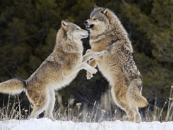 Da li je ovo dugoročno rješenje: Amerikanci puštaju vukovima glasnu muziku iz dronova