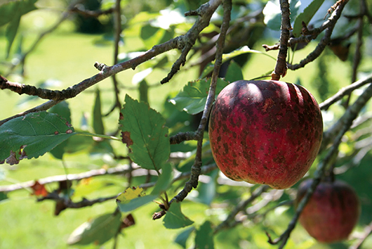 Rod umanjen i do 40 odsto: Pri kraju berba voća u Srpskoj