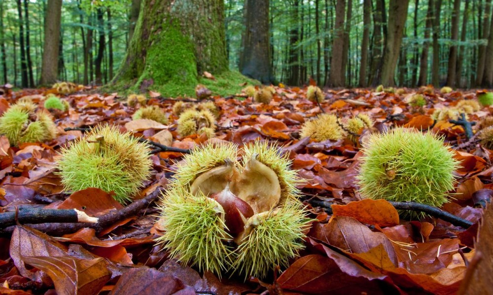 Sukob zbog kestenja: Muškarac i žena se potukli usred šume