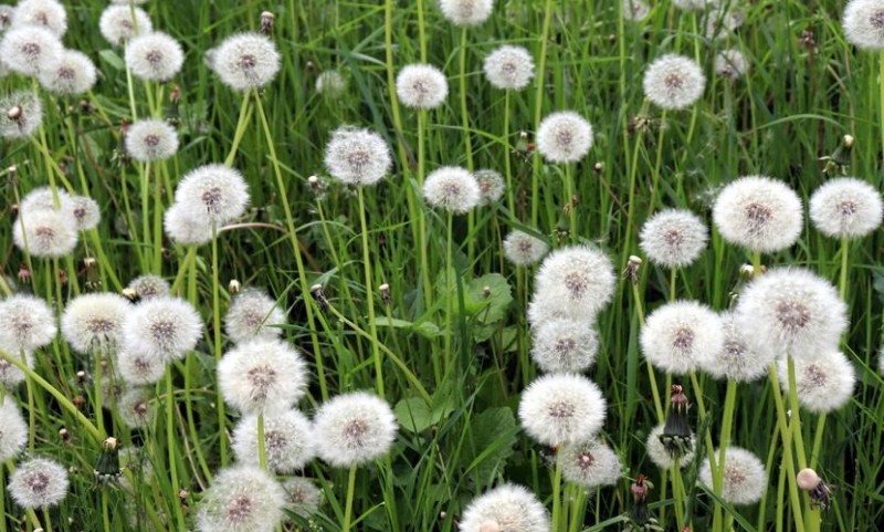Trik sa maslačkom i čašom vode kruži internetom: Pokušajte i vi ovo, nije prevara VIDEO