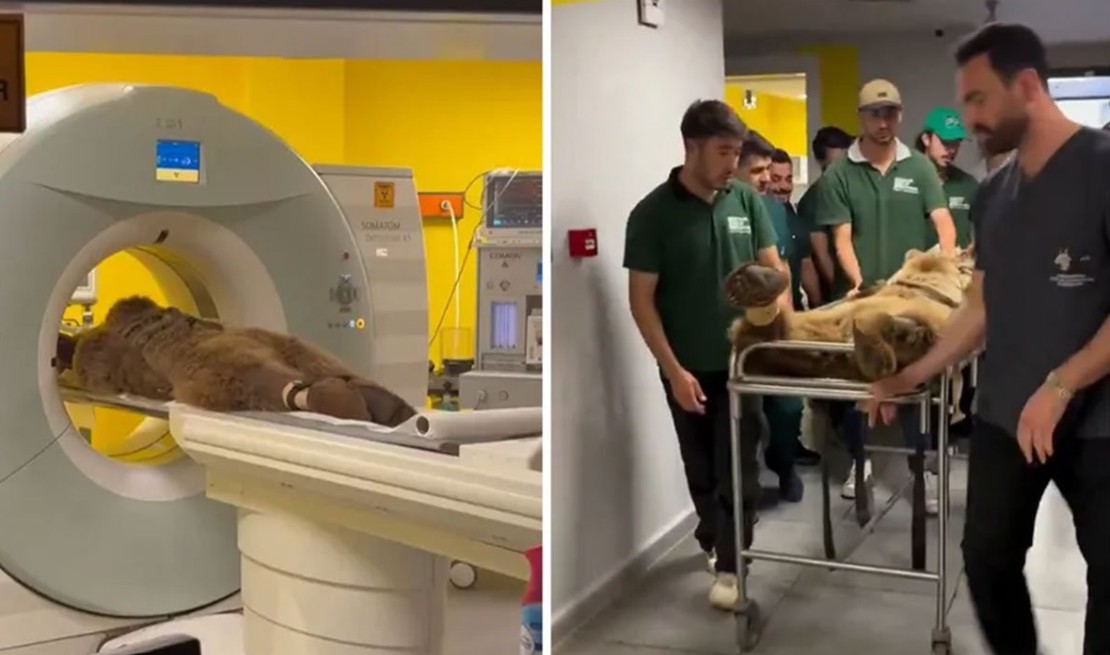 Nevjerovatni prizori: Medvjed se prejeo voća pa završio u hitnoj