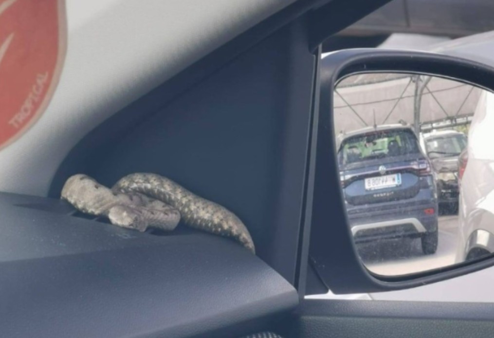 Nevjerovatan prizor u Hrvatskoj: Otrovna zmija se zavukla u vozilo