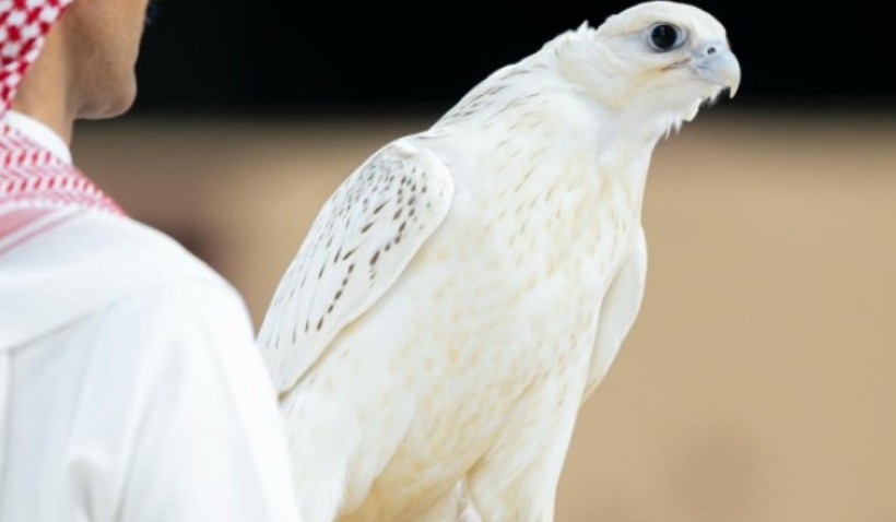 Soko skuplji od stana: Ljubitelji ptica ostavili milione na aukciji