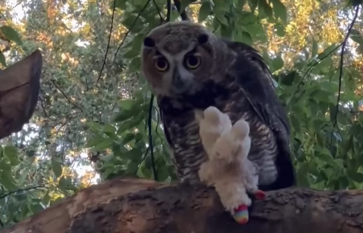 Sova “lopov”: Ukrala plišanu igračku i vratila je poslije tri sedmice VIDEO