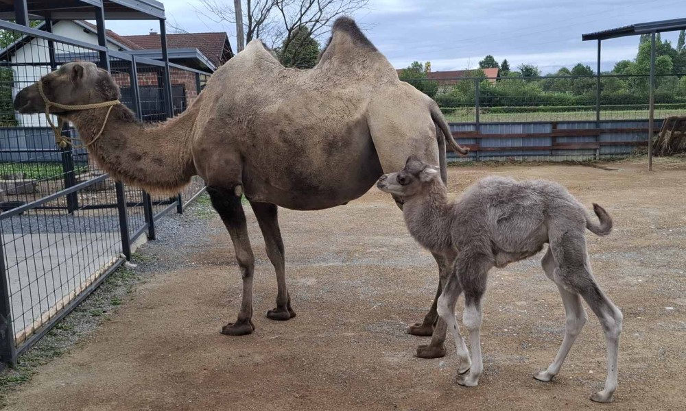 Zanimljiva scena podno Kozare: Kamile Nesi i Mesi dobile mladunče FOTO
