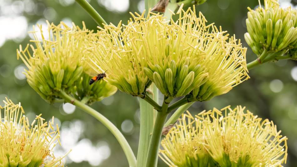 Čudo prirode koje cvjeta samo jednom: Upoznajte agavu, biljku koju svi žele