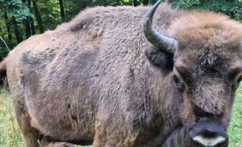 Pronađen bizon za kojim se tragalo! Kraj drame na Fruškoj gori, Tajfun stigao kući