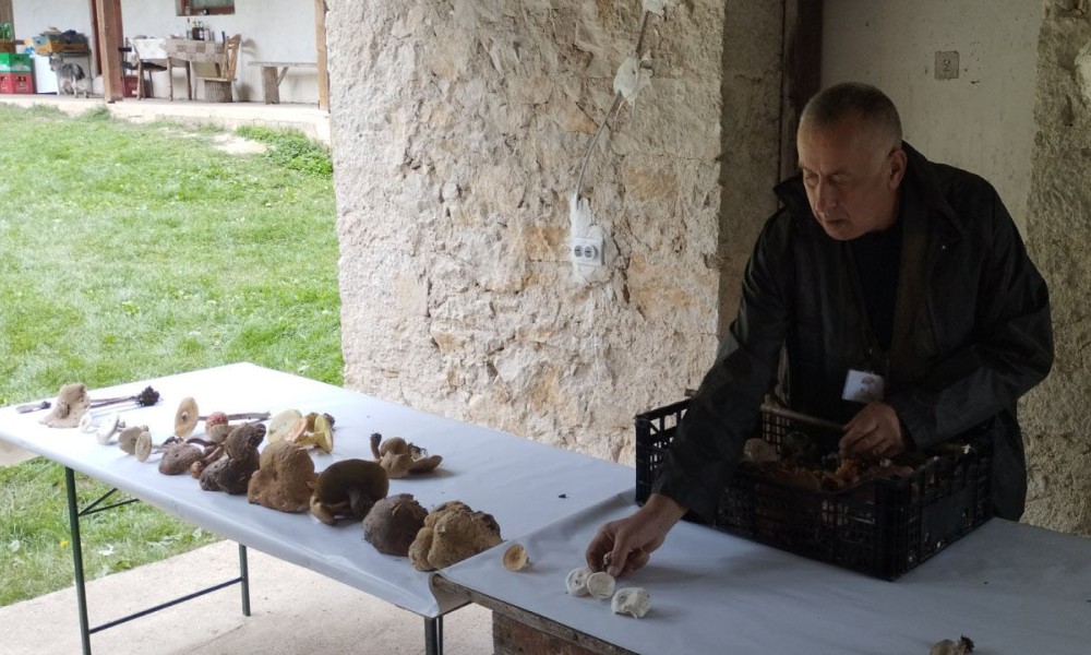 “Dani gljiva” na Balkani: Sve možete da berete, ali pazite šta jedete