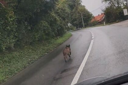 Nesvakidašnji prizor: Divlja svinja iznenadila vozače na ulazu u Kotor Varoš VIDEO