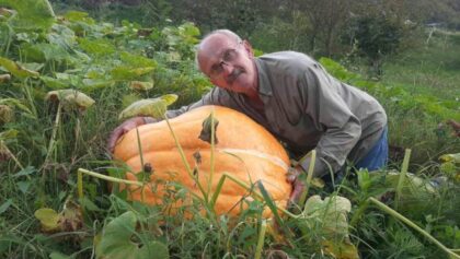 Od sjemeke do 70 kilograma: Čudesan rod bundeva kod Foče
