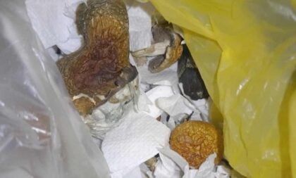 Uhapšene dvije osobe! Prilikom kontrole saobraćaja policija oduzela halucinogene gljive
