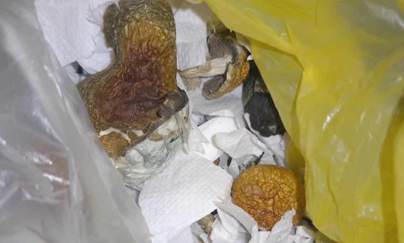 Uhapšene dvije osobe! Prilikom kontrole saobraćaja policija oduzela halucinogene gljive