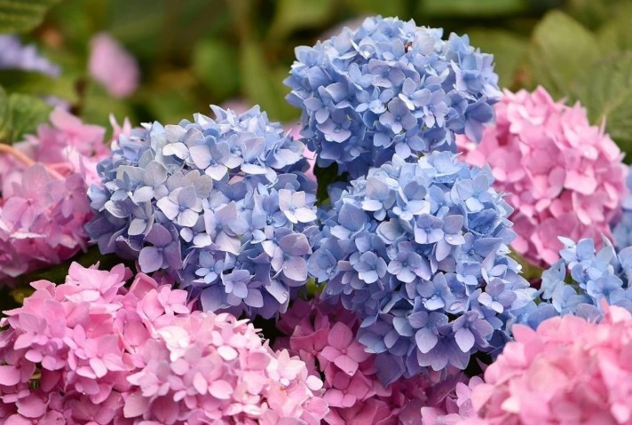 Sanjajte o lijepim cvijetovima: Evo kako morate spremite zemlju za hortenzije