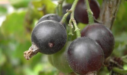Jesen je pravo vrijeme za to: Zasadite ovo atraktivno bobičasto voće puno vitamina i minerala