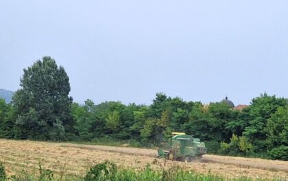 U Srpskoj ove godine proizvedeno 200.000 tona pšenice