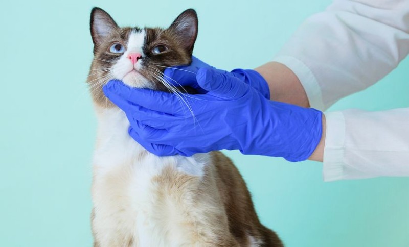 Loš zadah kod mačke: Kada je u pitanju samo nehigijena, a kada signal za hitan pregled