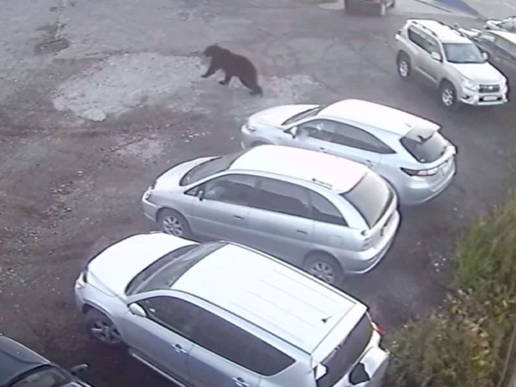 Nije imao prethodnog kontakta sa ljudima: Medvjed doplivao u grad i ubio penzionera