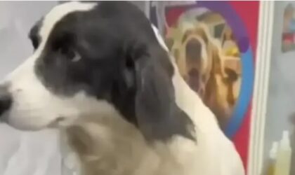 Četvoronožni heroj: Pas zubima zgrabio dinamit i spasio svoju porodicu VIDEO