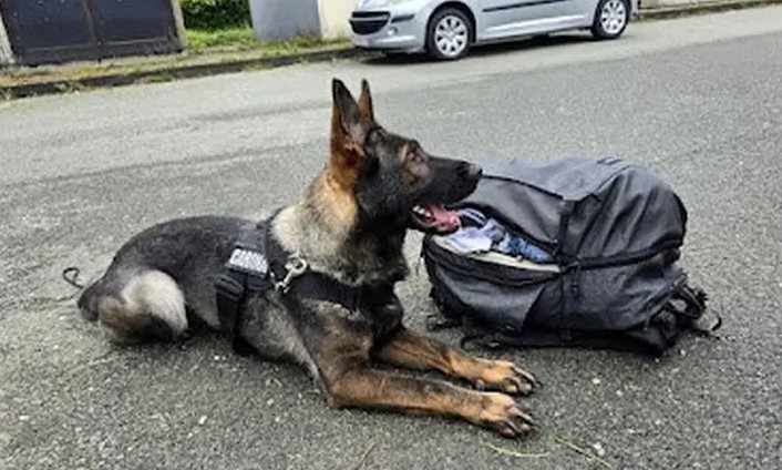 Jedna osoba uhapšena: Pas u Hrvatskoj nanjušio skoro 14 kilograma droge