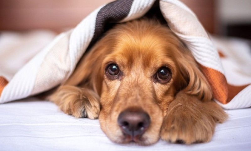 Zašto se psi nekada tresu? Šest mogućih uzroka i kada je zapravo vrijeme za brigu