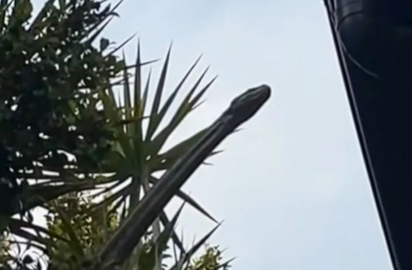 Žena snimila šokantan prizor kraj svoje zgrade, pamtiće ga zauvijek: Pogledajte, izgleda kao dinosaurus, ali… VIDEO