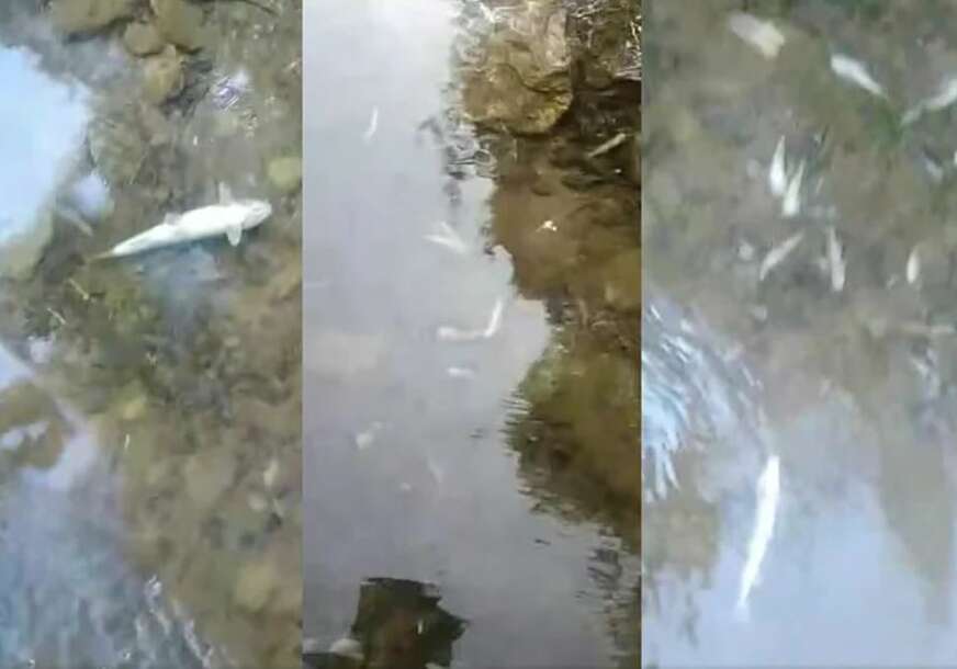 Naučnici dokazuju: Rad ovog postrojenja uzrokovao pomor ribe