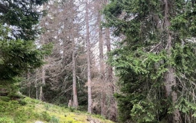 Šteta milionska: Od potkornjaka oboljelo 170.000 stabala u NP “Prokletije”