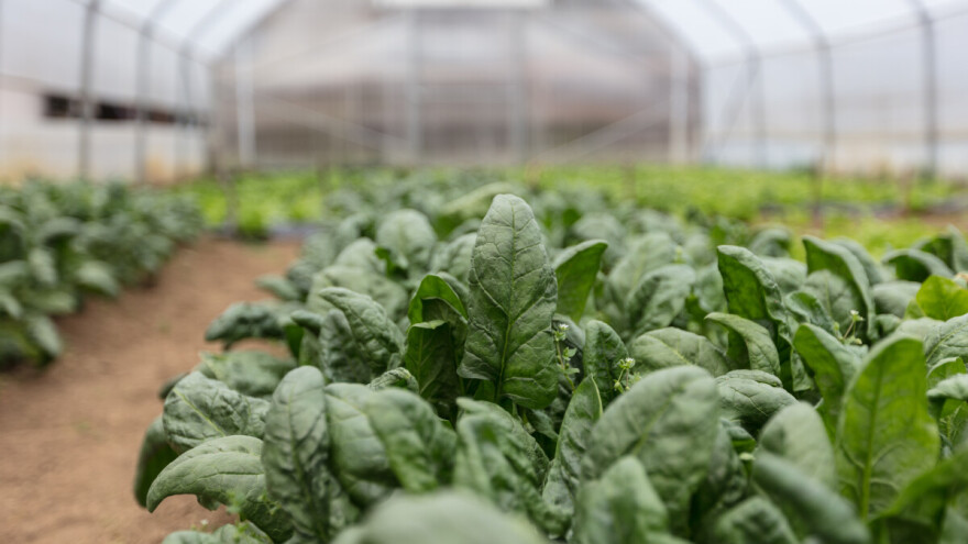 Ishrana igra bitnu ulogu: Ove tri vrste povrća usporavaju starenje i jačaju imunitet