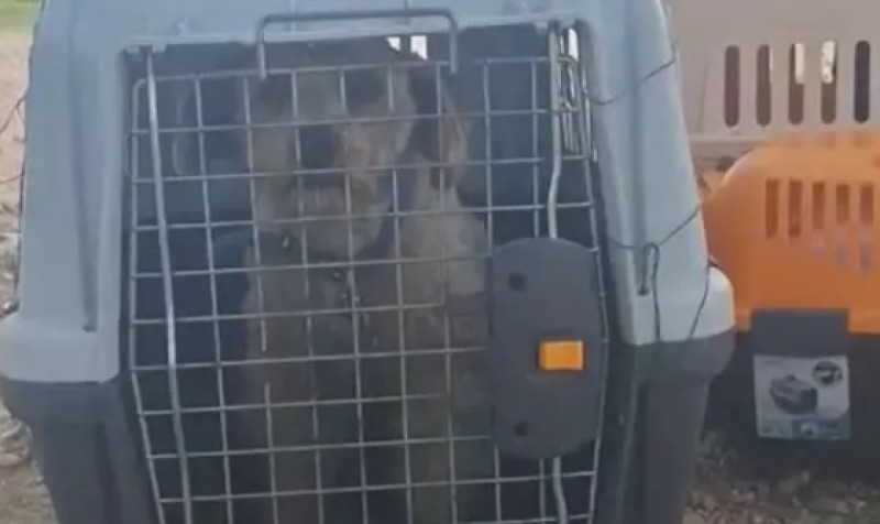 Kineskinja drži pse u transporterima, oglasili se iz azila: “Ovo je mučenje životinja”
