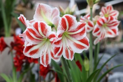 Ukras svakog prozora: Amarilis cvjeta od decembra do proljeća