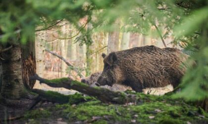 Prati se granica sa Srbijom i Hrvatskom: Dogovoren odstrel divljih svinja