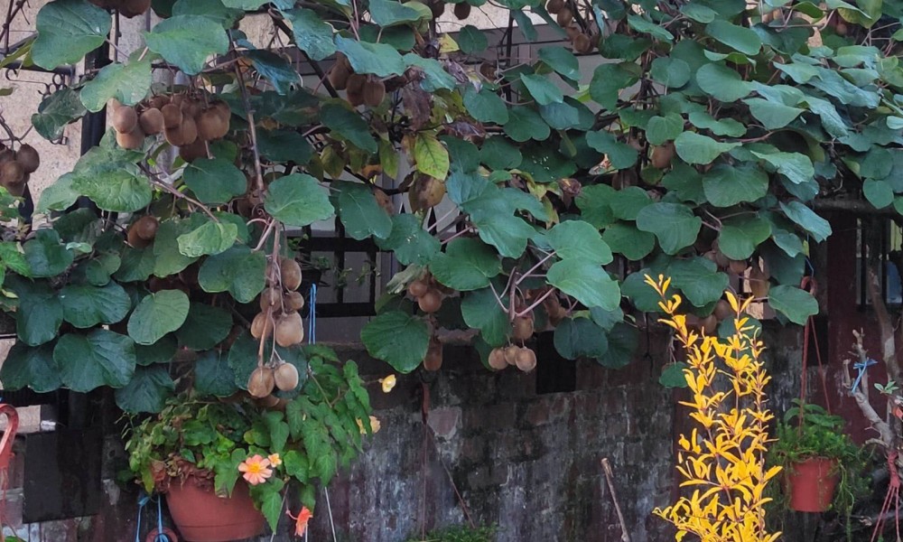 Neobičan prizor: U dvorištu Banjalučanina rodio kivi