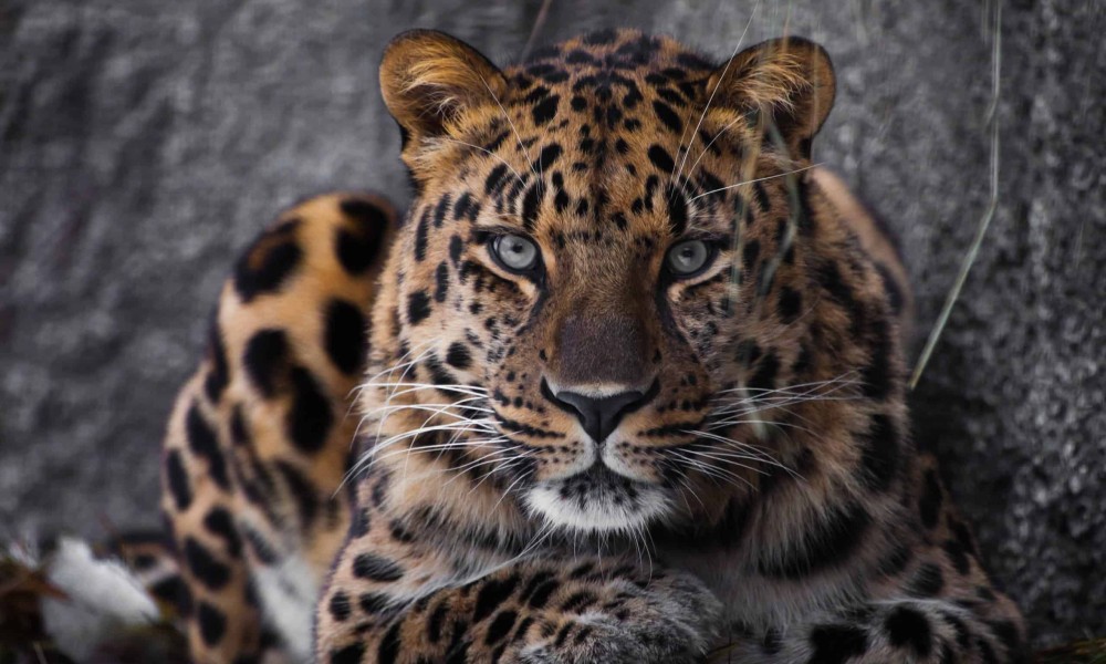 Zaposleni brzo reagovali: Leopard izazvao paniku u hotelu