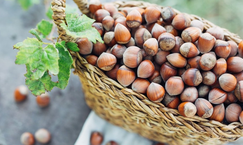 Prinosi znatno manji: Loša godina obrala lješnike