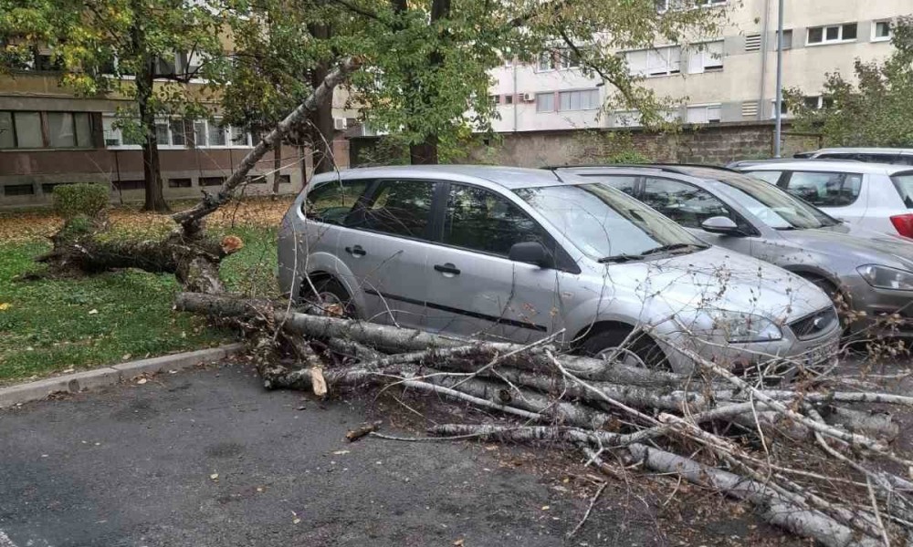 Banjalučki vatrogasci imali pune ruke posla: Uklanjali stabla sa ulice