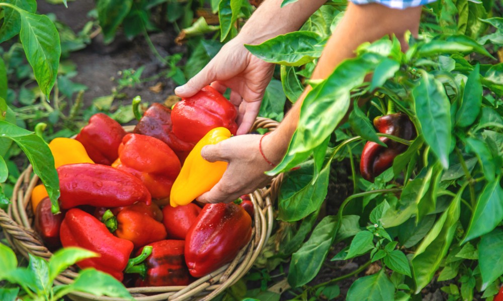 Mladi ratar na mukama: Tadeju lopovi ukrali čak pet tona paprika