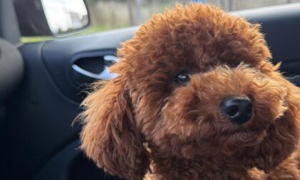 Bogata nagrada: Vlasnik daje 5.000 evra ako mu pronađete psa FOTO