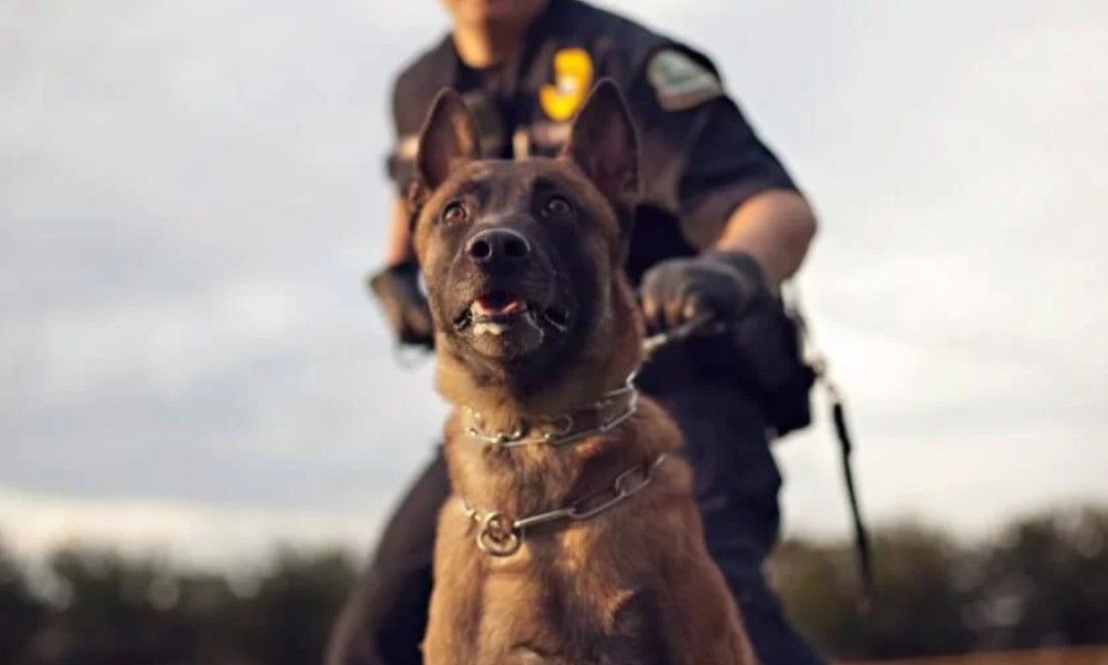 Izgubili se u gustoj šumi: Policijski pas pronašao dvoje nestale djece