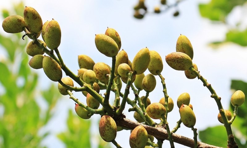 Oko 12.000 stabala: Prve plantaže pistacija zasađene u Dalmaciji