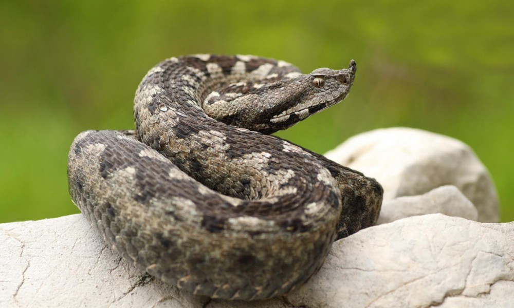 Jesen probudila otrovnice: Planinari na svakih pola sata nalete na jednog poskoka