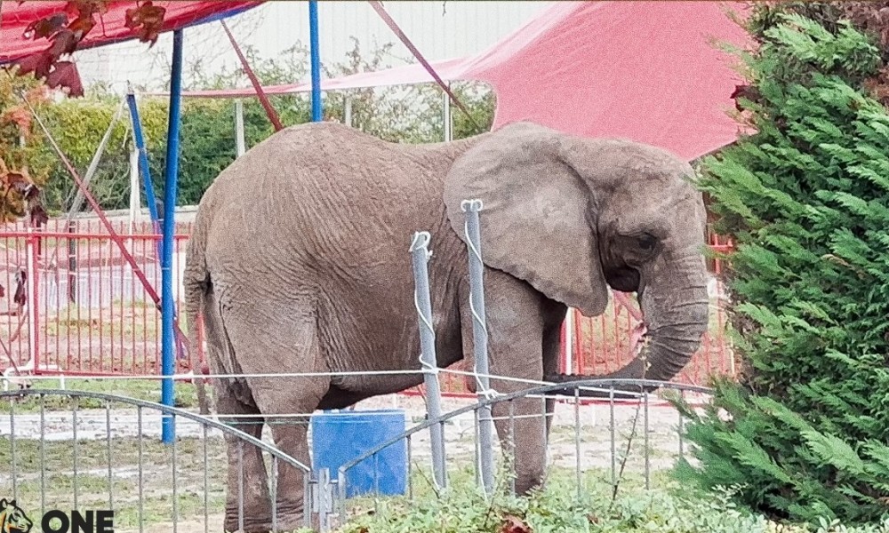 Posljednji francuski cirkuski slon: Samba dočekao slobodu, prebačen u park