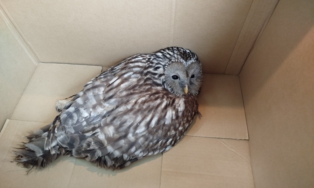Nije uginula: Veterinari spasili sovu koju su napale vrane u Banjaluci FOTO
