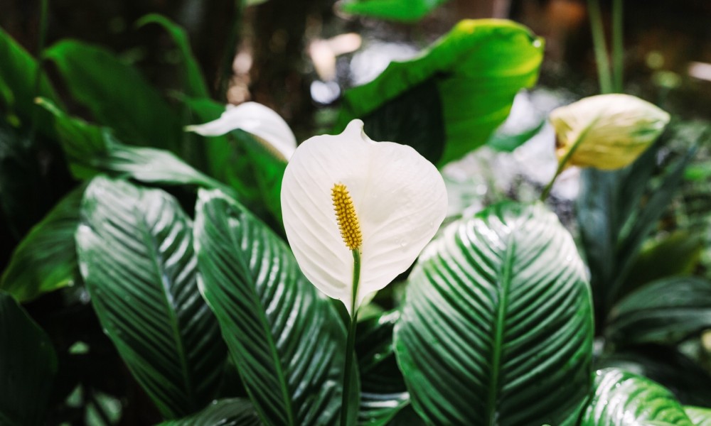 Zaboravite osvježivače: Ove 4 biljke uklanjaju toksine iz doma