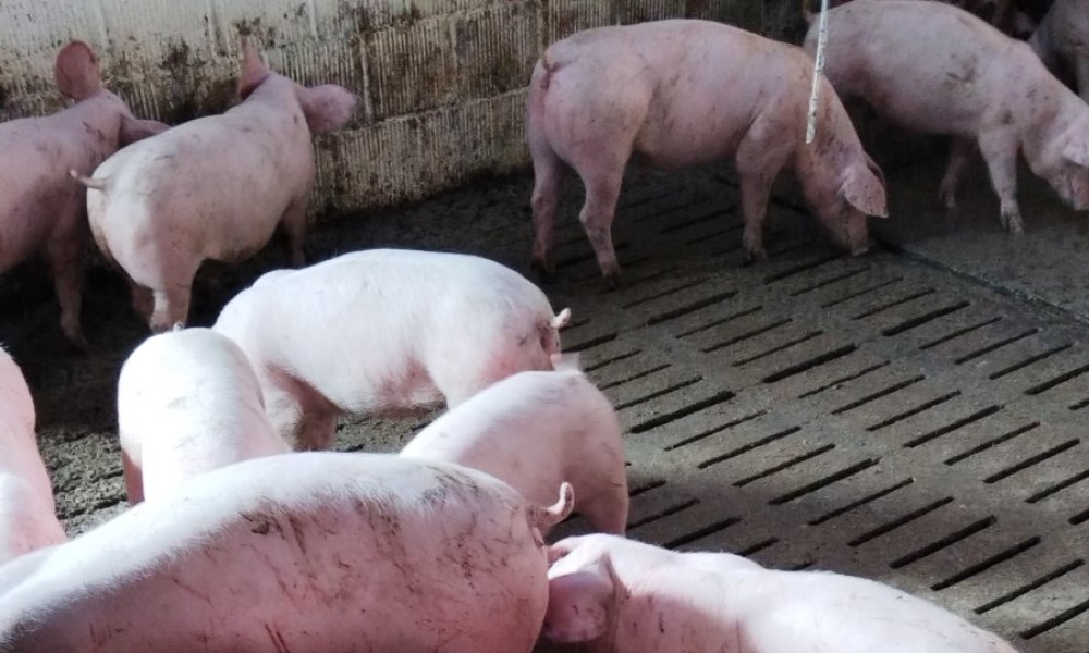 Pred slave i praznike: Cijena prasića u Srpskoj počela da raste