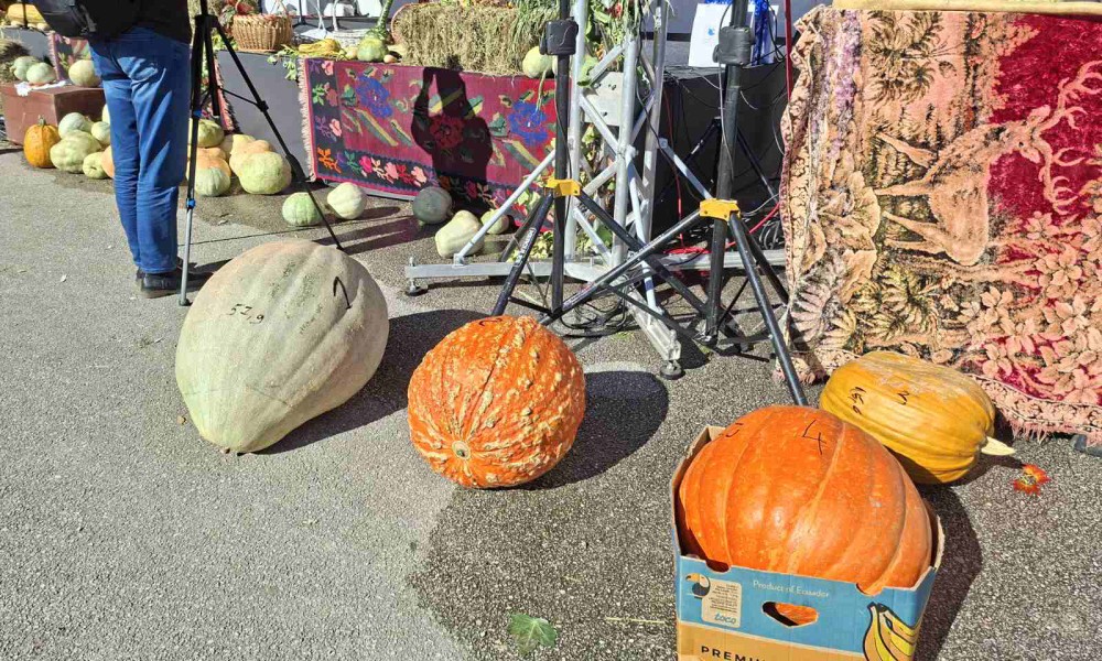 Milanko uzgojio najtežu: Na manifestaciji prikazana tikva teška skoro 60 kilograma