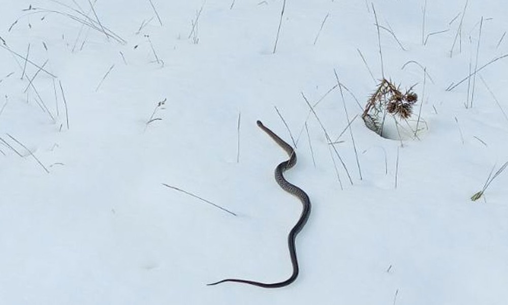 Neobičan i rijedak prizor: U snijegu pronađena zmija FOTO