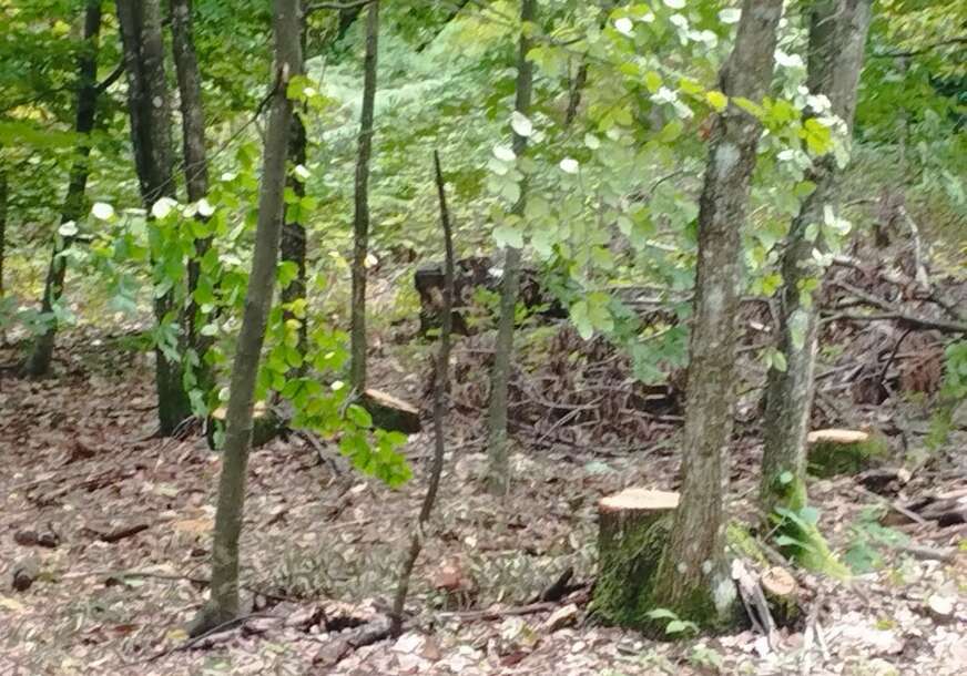 Akcija “Kozara”: Banjalučanin uhapšen zbog šumske krađe