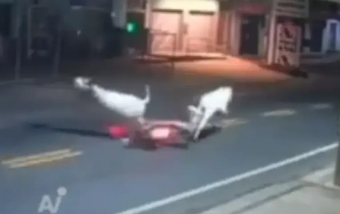 Jeziva tragedija: Mladi fudbaler udario u kravu i poginuo na licu mjesta VIDEO