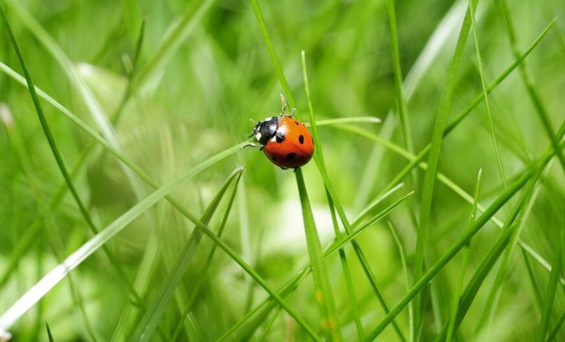 Šta znači kada vam bubamara sleti na ruku: Drevna vjerovanja otkrivaju poruku sreće i ljubavi